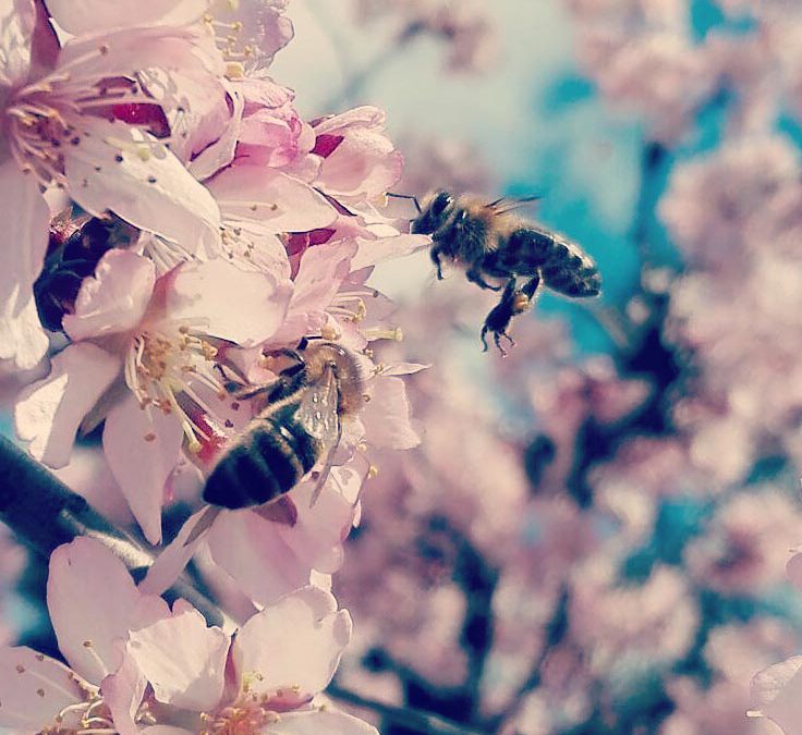 Wir müssen etwas tun. Rettet die Bienen!